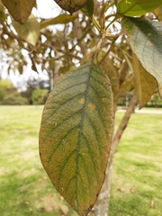 Citharexylum subflavescens