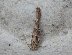 Pyroderces aellotricha