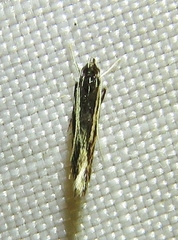 Eralea albalineella