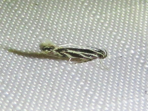 Eralea albalineella photo 3