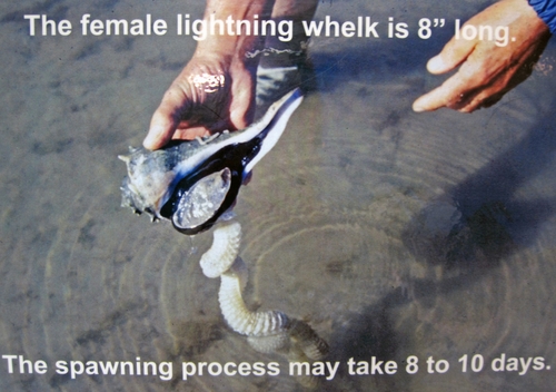 Perverse Lightning Whelk