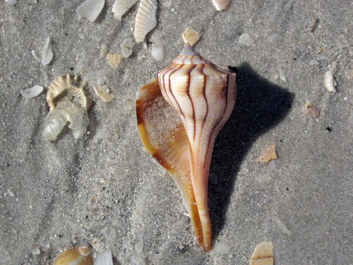 Perverse Lightning Whelk