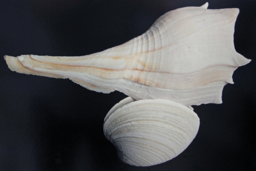 Perverse Lightning Whelk