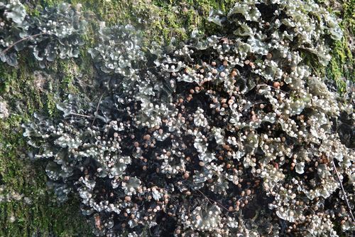 Leptogium moluccanum in life