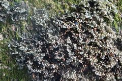 Leptogium moluccanum