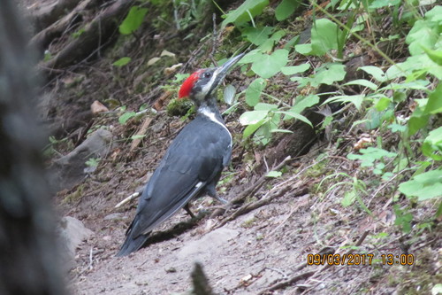 Pileated Woodpecker photographed in Idaho