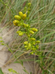 Solidago gillmanii