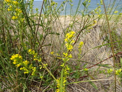 Solidago gillmanii