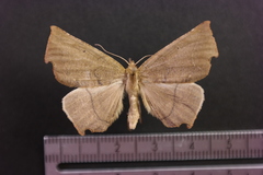 Phyllodonta latrata