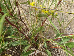 Solidago gillmanii
