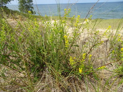 Solidago gillmanii