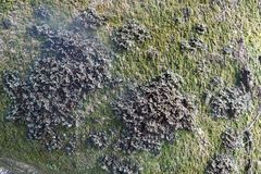 Leptogium moluccanum