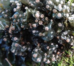 Leptogium moluccanum