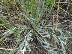 Cirsium pitcheri
