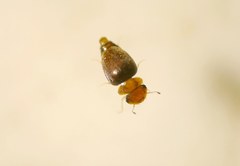Calyptomerus dubius