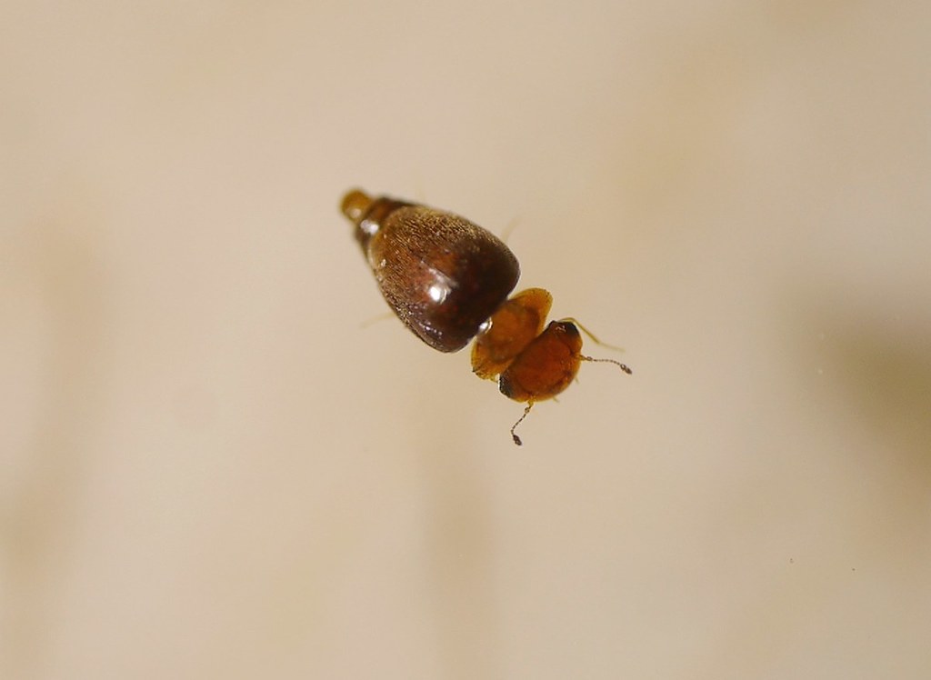 Calyptomerus dubius