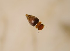 Calyptomerus dubius