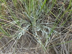Cirsium pitcheri
