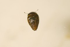 Calyptomerus dubius