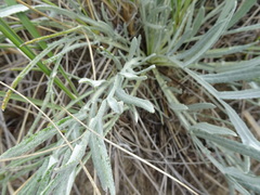 Cirsium pitcheri
