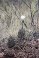 Echinopsis bridgesii