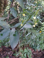Epidendrum veroscriptum