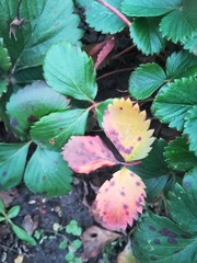 Diplocarpon fragariae