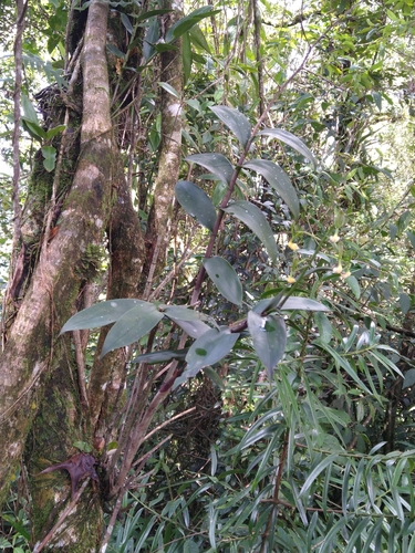 Epidendrum scriptum (L.f.) Rehb.f. 2