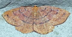 Apodrepanulatrix liberaria