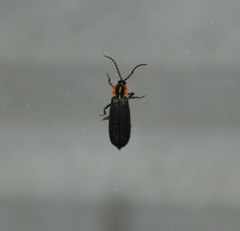 Calochromus perfacetus