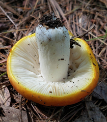 Russula xantho