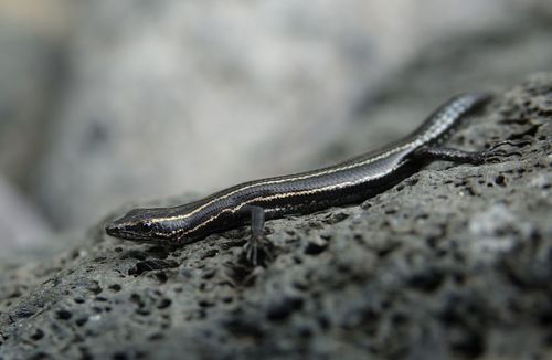 Five-Lined Snake-Eyed Skink