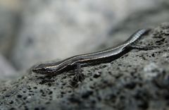 Five-Lined Snake-Eyed Skink