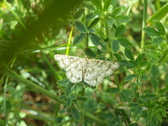 Heliomata glarearia