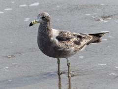 Larus atlanticus