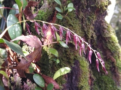 Stelis megachlamys