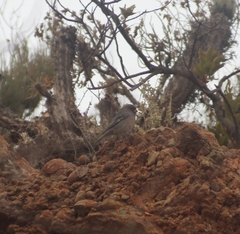 Catamenia analis