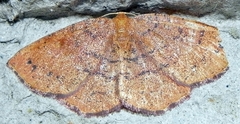 Apodrepanulatrix liberaria