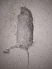 Mus musculus