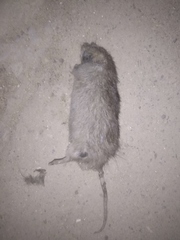Mus musculus