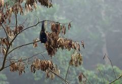 Pteropus livingstonii