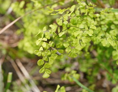 Adiantum aethiopicum