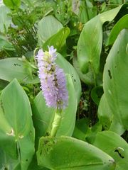 Pontederia sagittata
