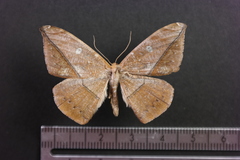 Oxydia translinquens