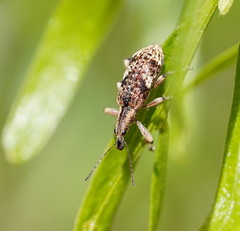 Agnesiotis pilosula