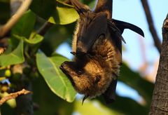 Pteropus seychellensis comorensis