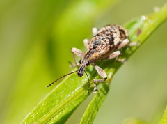 Agnesiotis pilosula