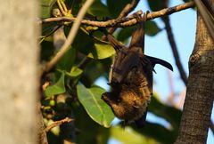 Pteropus seychellensis comorensis