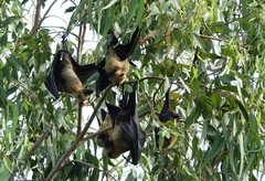 Pteropus seychellensis comorensis