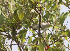 Phylloscopus orientalis
